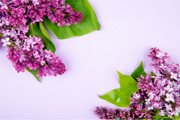 Сирень